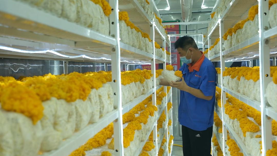 ɽ�|���f�����S�𡱮a(ch��n)�I(y��)����ġ������������Ƽ���(w��n)�a(ch��n)��